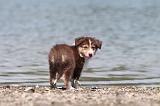 BERGER AUSTRALIEN PUPPIES 120